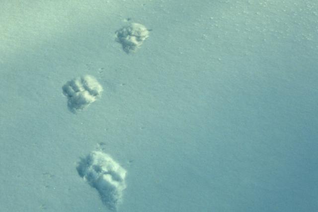 Tracks of wild Amur leopard in snow (Panthera pardus orientalis) Kedrovapad NR, Far East Russia,