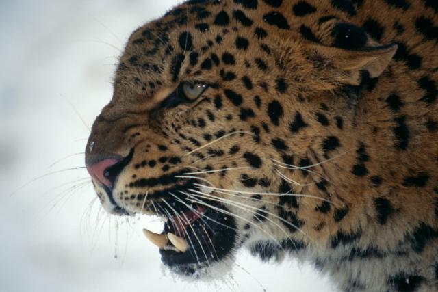 Amur leopard