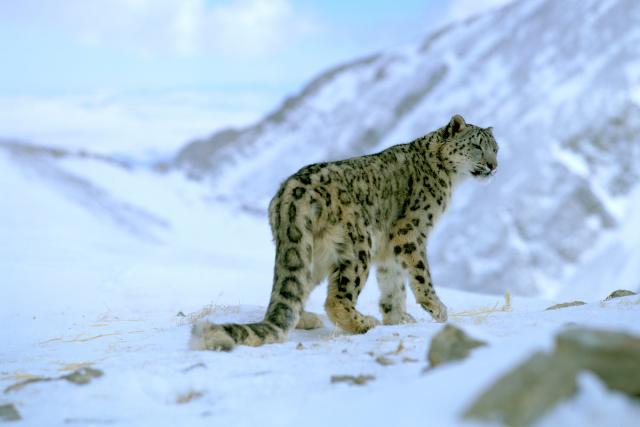 Snow leopard (Panthera uncia)