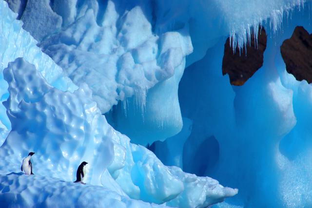 Two Adelie Penguins (Pygoscelis adeliae) on iceberg, Antarctica