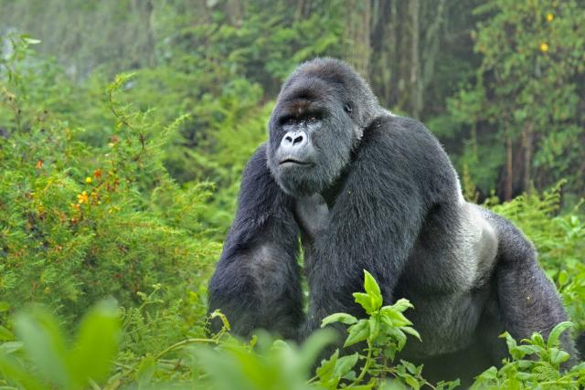 Head portrait of male silverback mountain gorilla (Gorilla gorilla beringei) looking curious, Volcanoes National Park, Rwanda, Africa