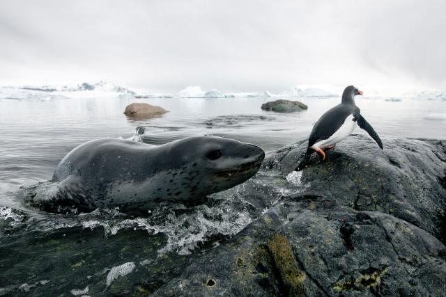 eopard seal (Hydrurga leptonyx) hunting Gentoo Penguin