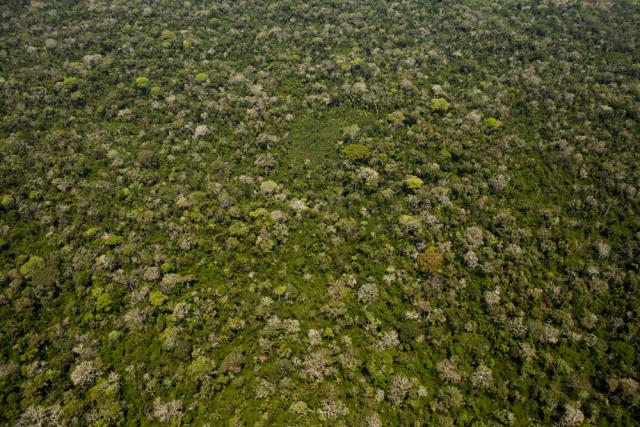 An aerial view of the Amazon rainforest