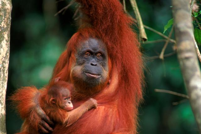 Orang utan female called Suma with male baby