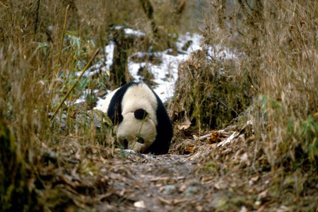 Panda sniffing the ground