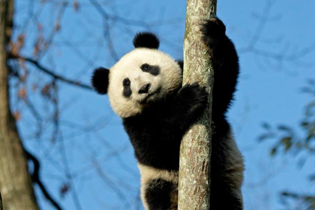 Panda clinging to a tree