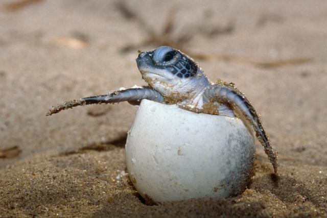 Green turtle hatchling breaking out of its egg
