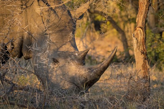 Grazing white rhino