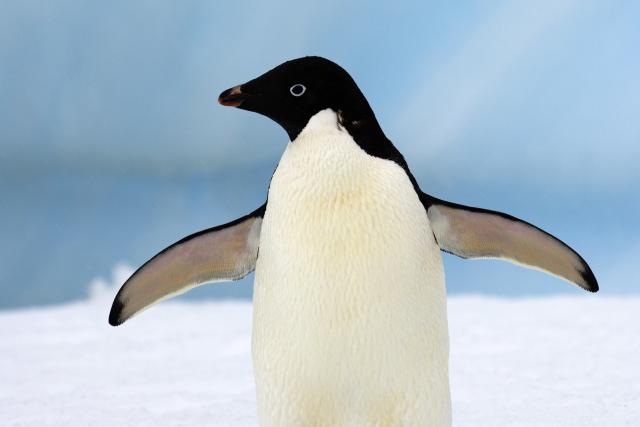 Adelie penguin facing left