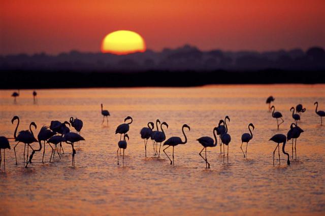 Flamingos in Donana at sunset