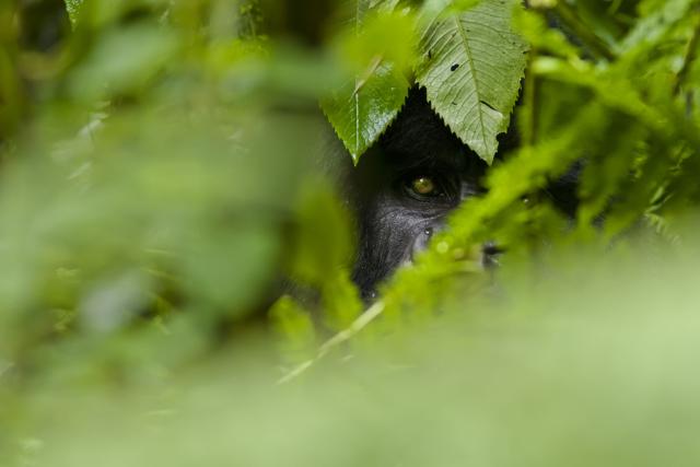 Gorilla hiding in the undergrowth