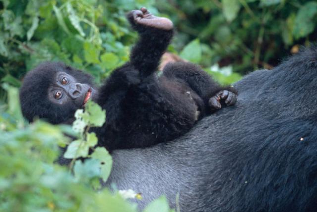 Baby mountain gorilla, Virunga