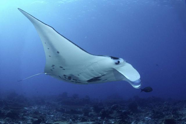 Manta ray