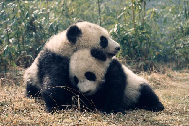 Pandas hugging