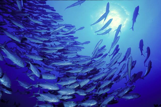 A shoal of bigeye jackfish