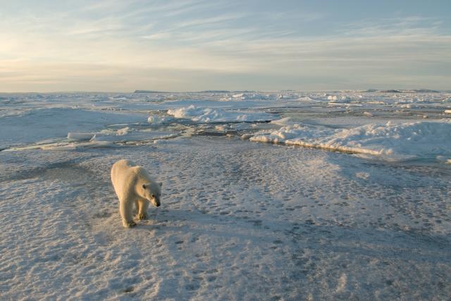 Polar bear walking on sea ice, Svalbard