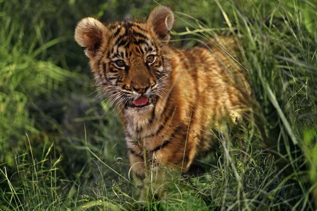 Indian tiger cub © Martin Harvey / WWF