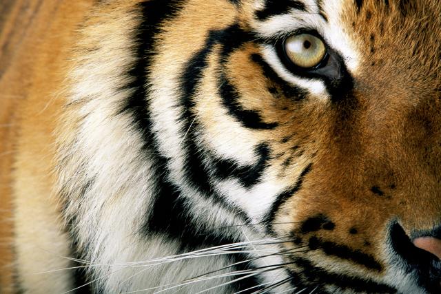 Close up of a tiger  © National Geographic Stock / Michael Nichols / WWF
