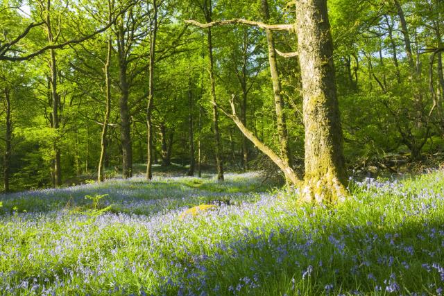 Bluebells in spring woodland Ambleside, Cumbria, UK.