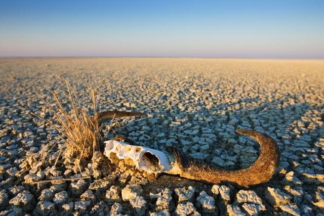 Animal skull on cracked earth