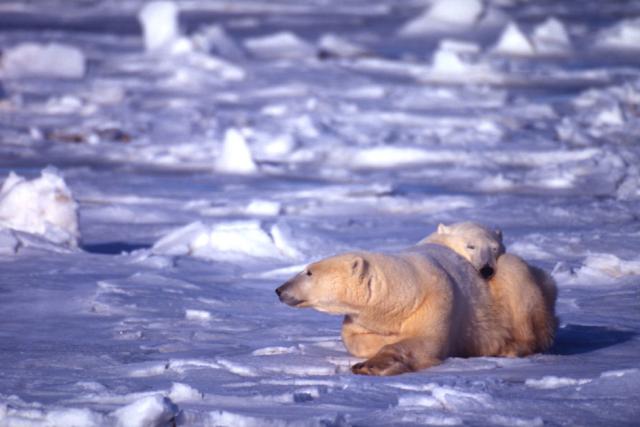 Polar bears