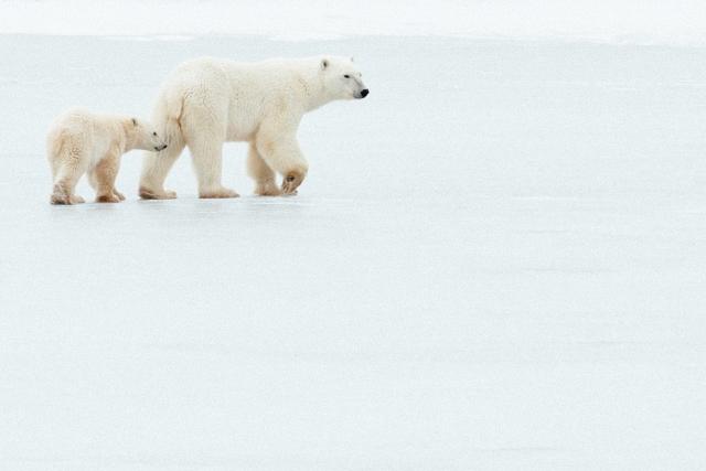 Mother polar bear and cub walk across frozen pond