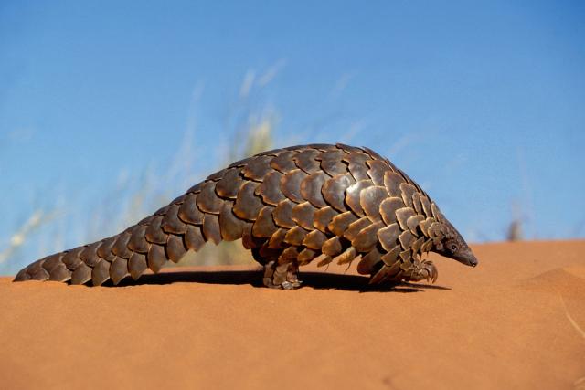 Cape pangolin
