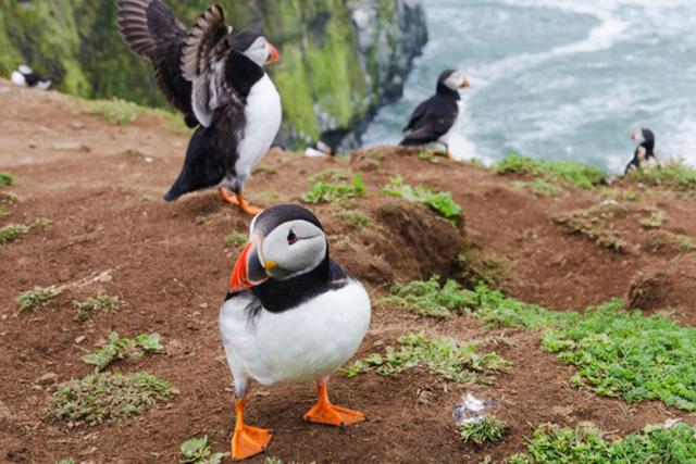 Puffins in Wales © iStock