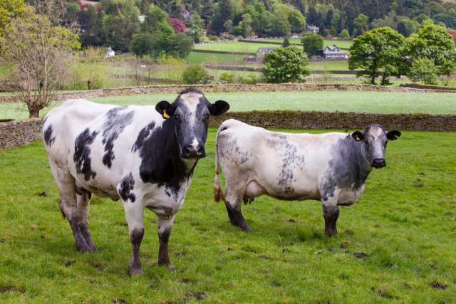Cows are seen at the Under Helm Farm in Grasmere, Lake District, UK