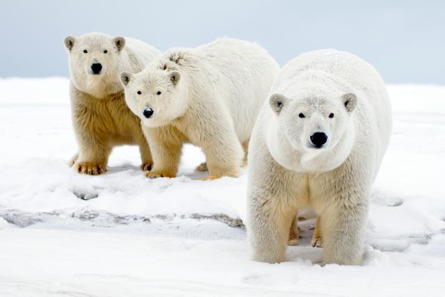 Polar bears