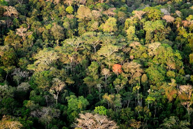 Amazon rainforest in Acre, Brazil © Greg Armfield / WWF-UK