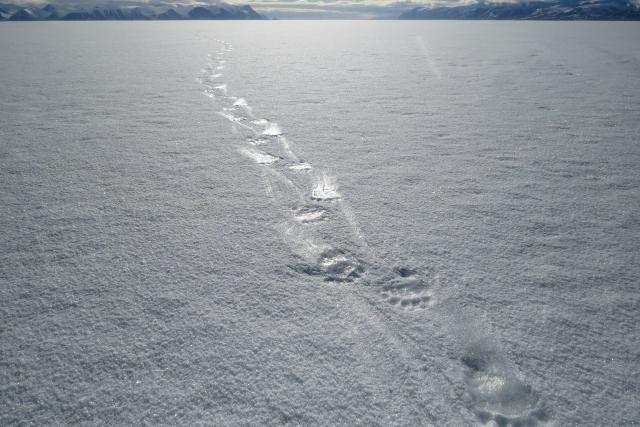 Polar bear footprints