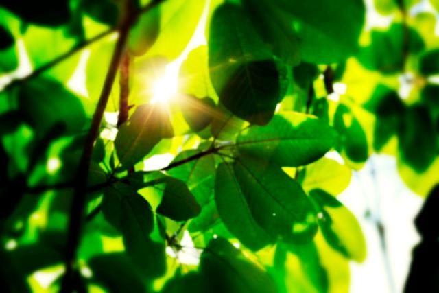 Detail of leaves in Amazon rainforest. Acre, Brazil