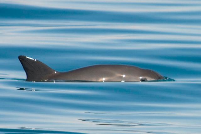 Vaquita