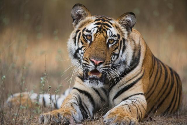 Tiger © Theo Allofs