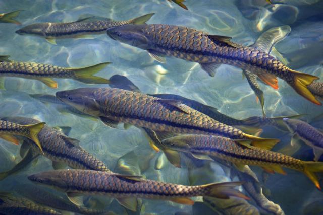 Golden mahseer India