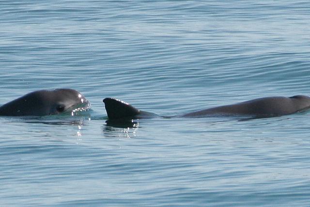 Vaquita © Paula Olson