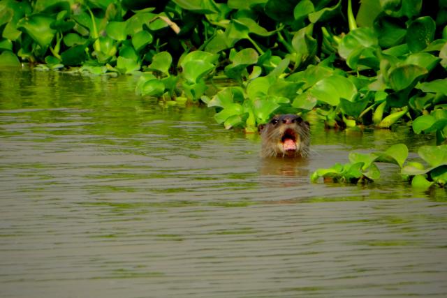 Smooth-coated otter India