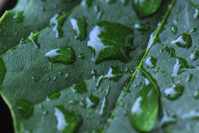 Rain drops on a green leaf