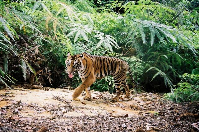 Tiger camera trap