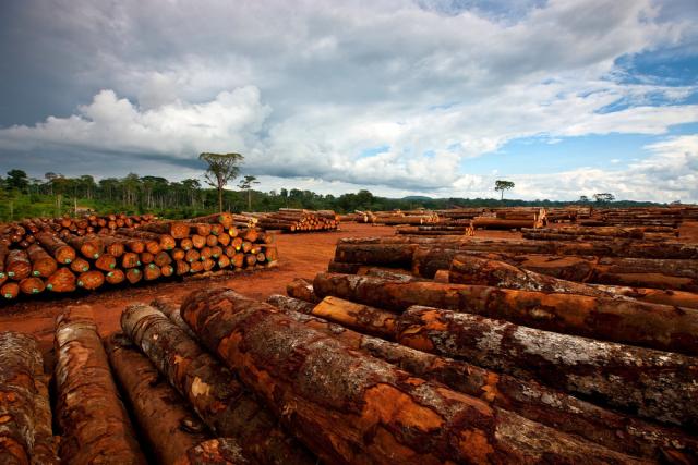 timber products and the effects on communities and forests in the Congo Basin region.