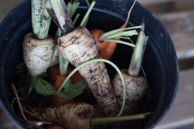 Freshly harvested organic parsnips and carrots, Cardiff