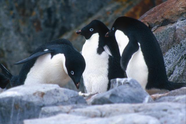 Pygoscelis adeliae, Adelie penguin. Adelie penguins, rookery, Petermann Island, Antarctic Peninsula. Antarctica