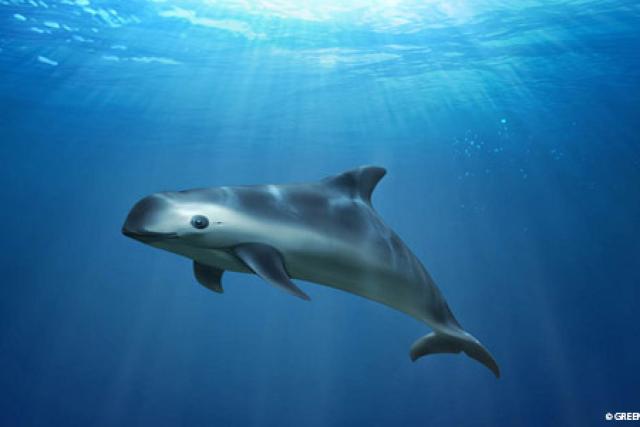 Vaquita