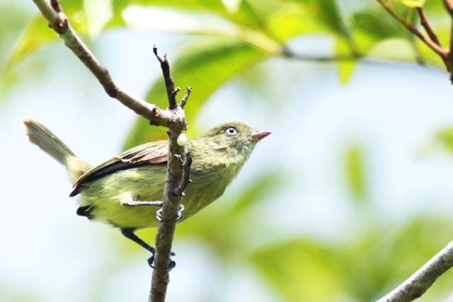 New species: Chico's Tyrannulet bird, Amazon, Brazil