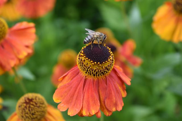 Bee on a flower