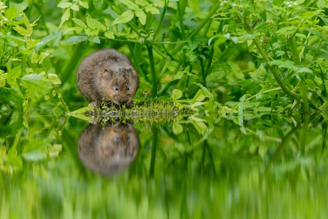 An endangered Water Vole