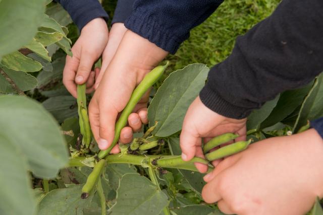 Green Ambassadors 2016 winners Middleton On The Wold School picking beans