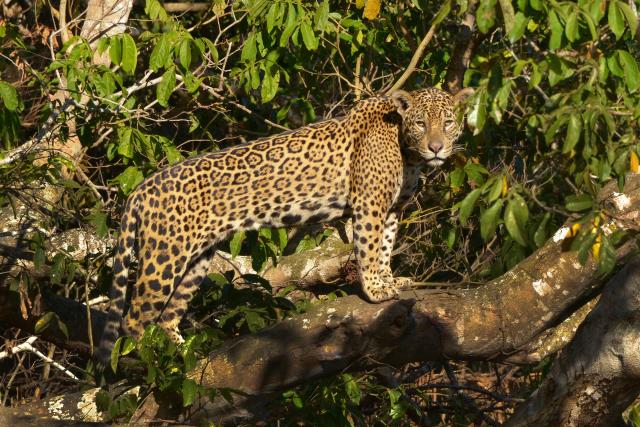 Jaguar perched on a tree
