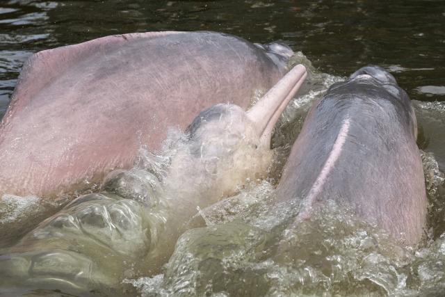 The team manages to net a group of four Amazon River Dolphins in Quebrada Valencia, a small tributary of the Loretayacu River Amazonas, Colombia.